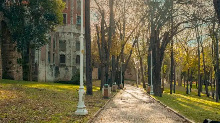 a path with trees on the side