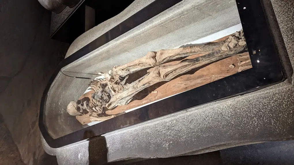 Istanbul Archaeological Museums 🏛️ A skeleton inside the Istanbul Archaeological Museums
