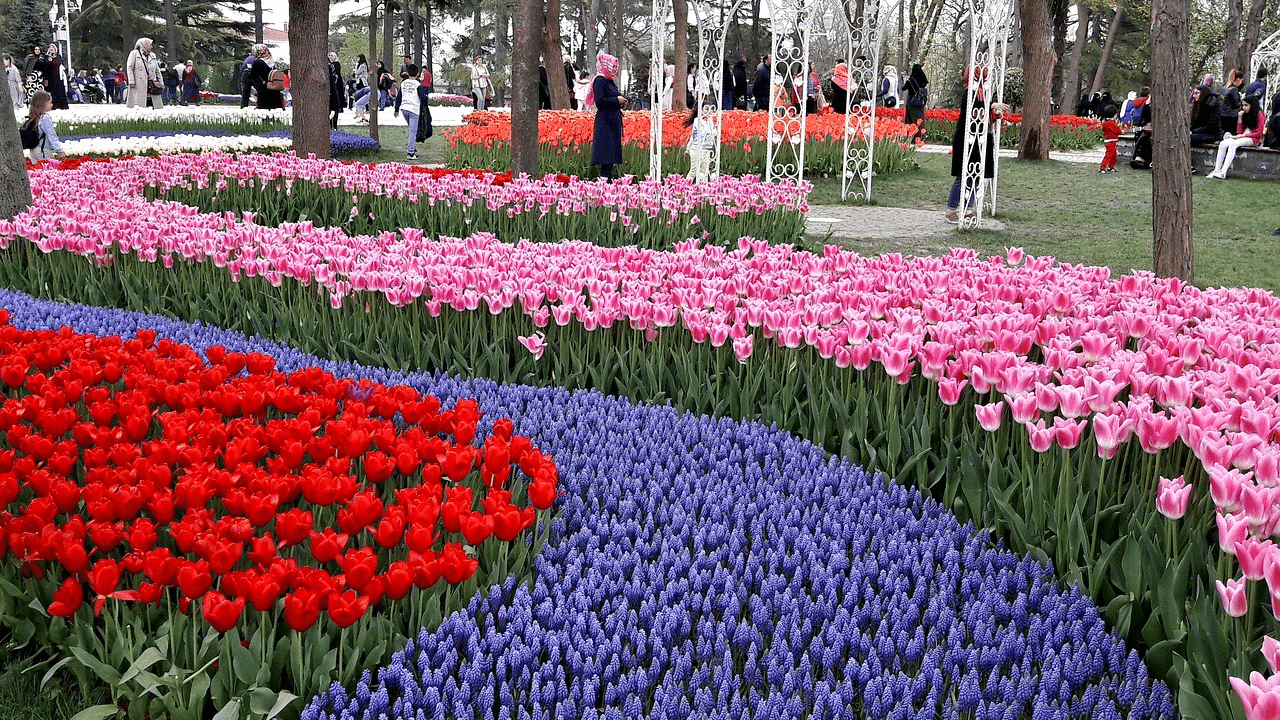 Tulip Festival