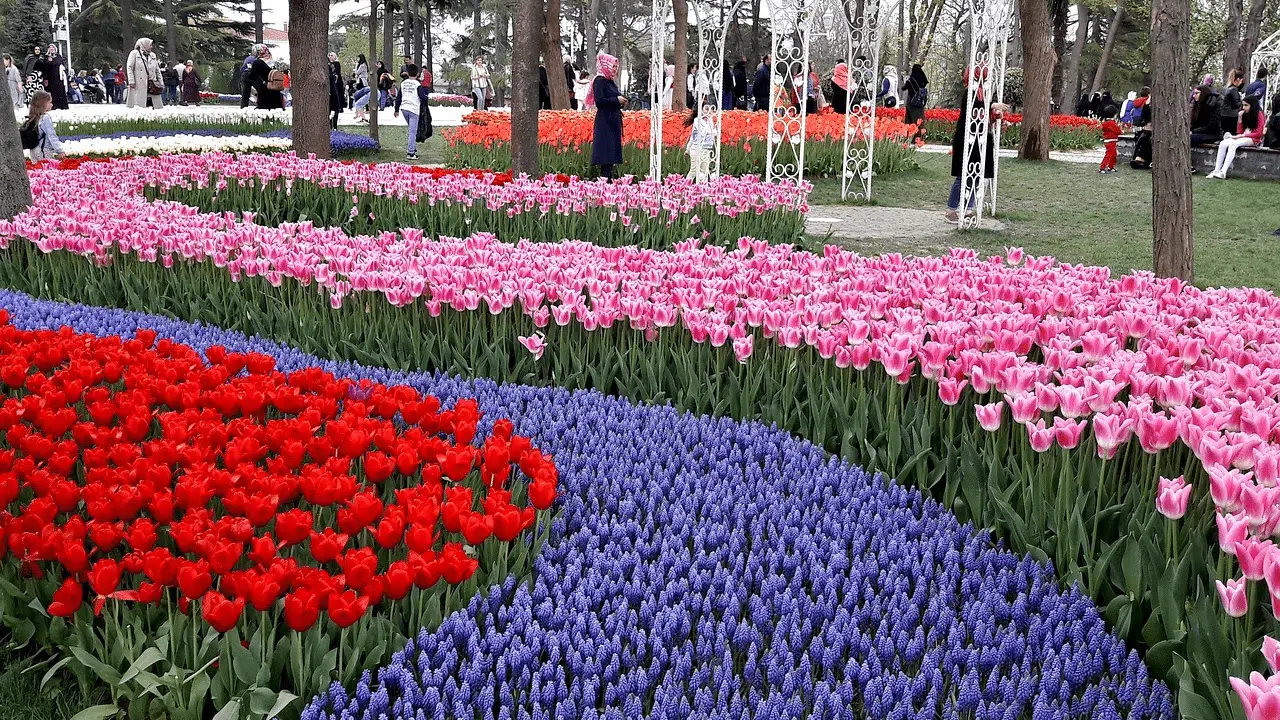 Tulip Festival