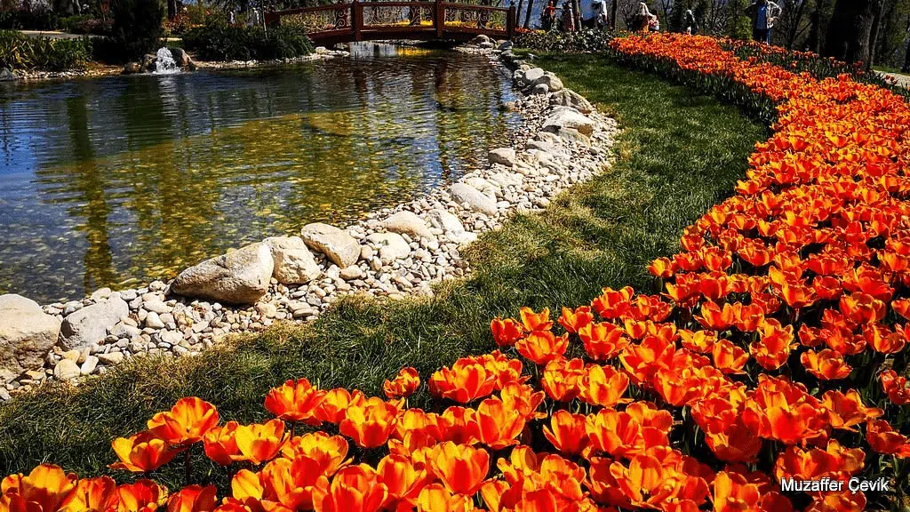 Tulip Festival at Emirgan Park
