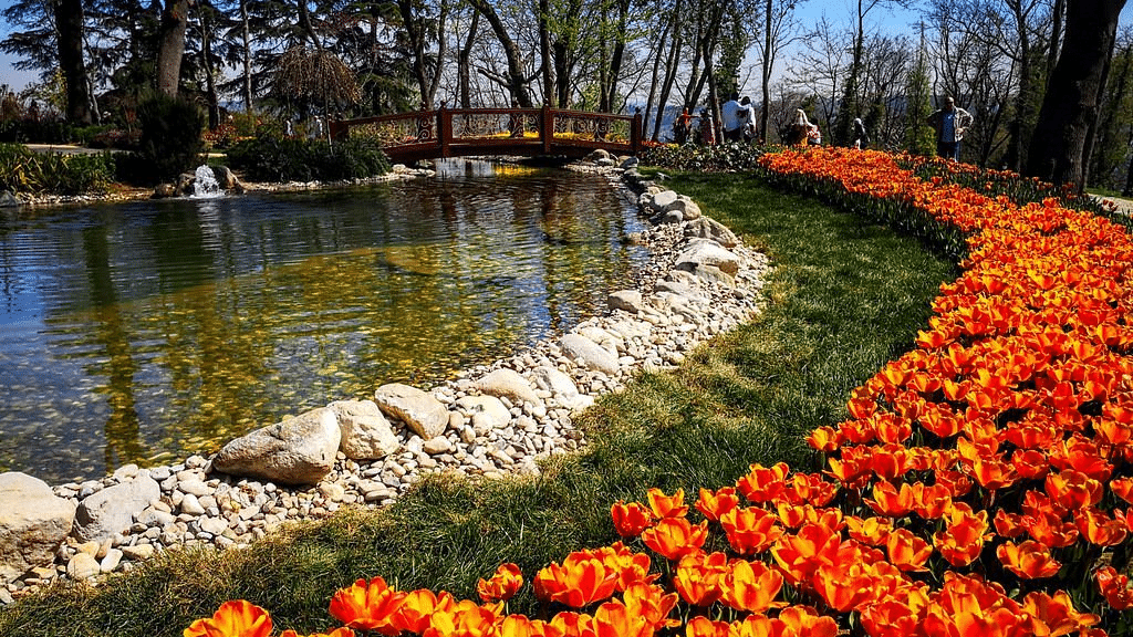 Emirgan Park Tulips