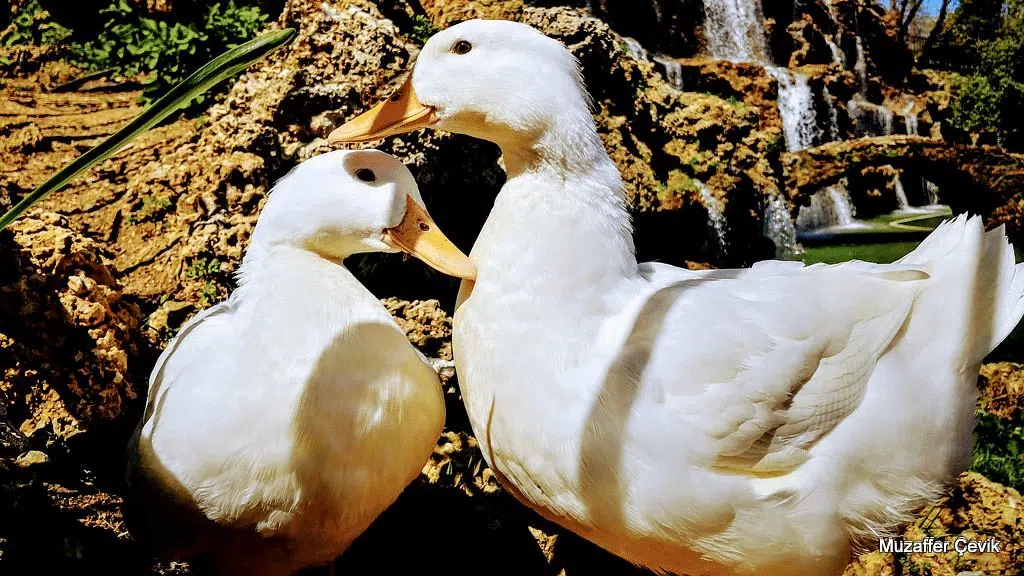 Emirgan Park Ducks