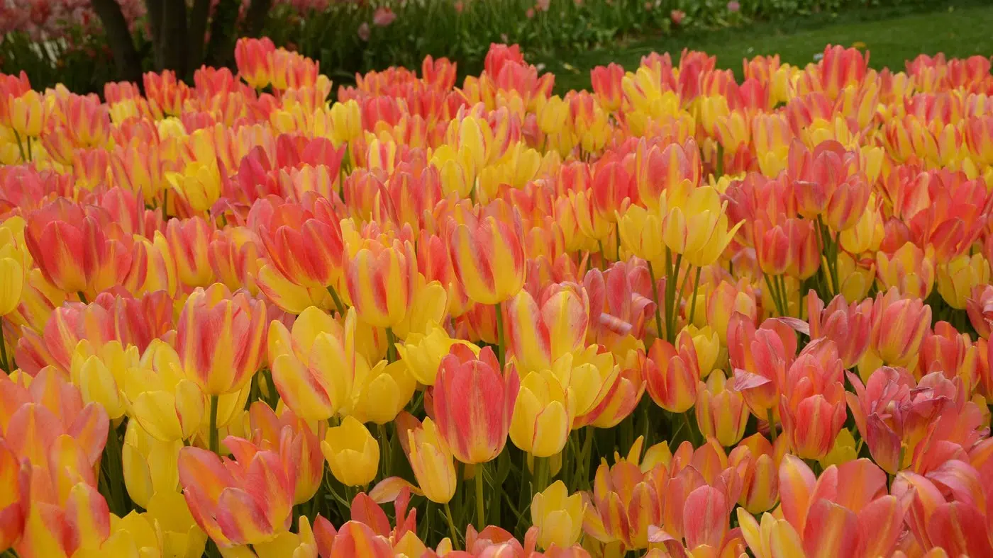 Emirgan Park Tulips