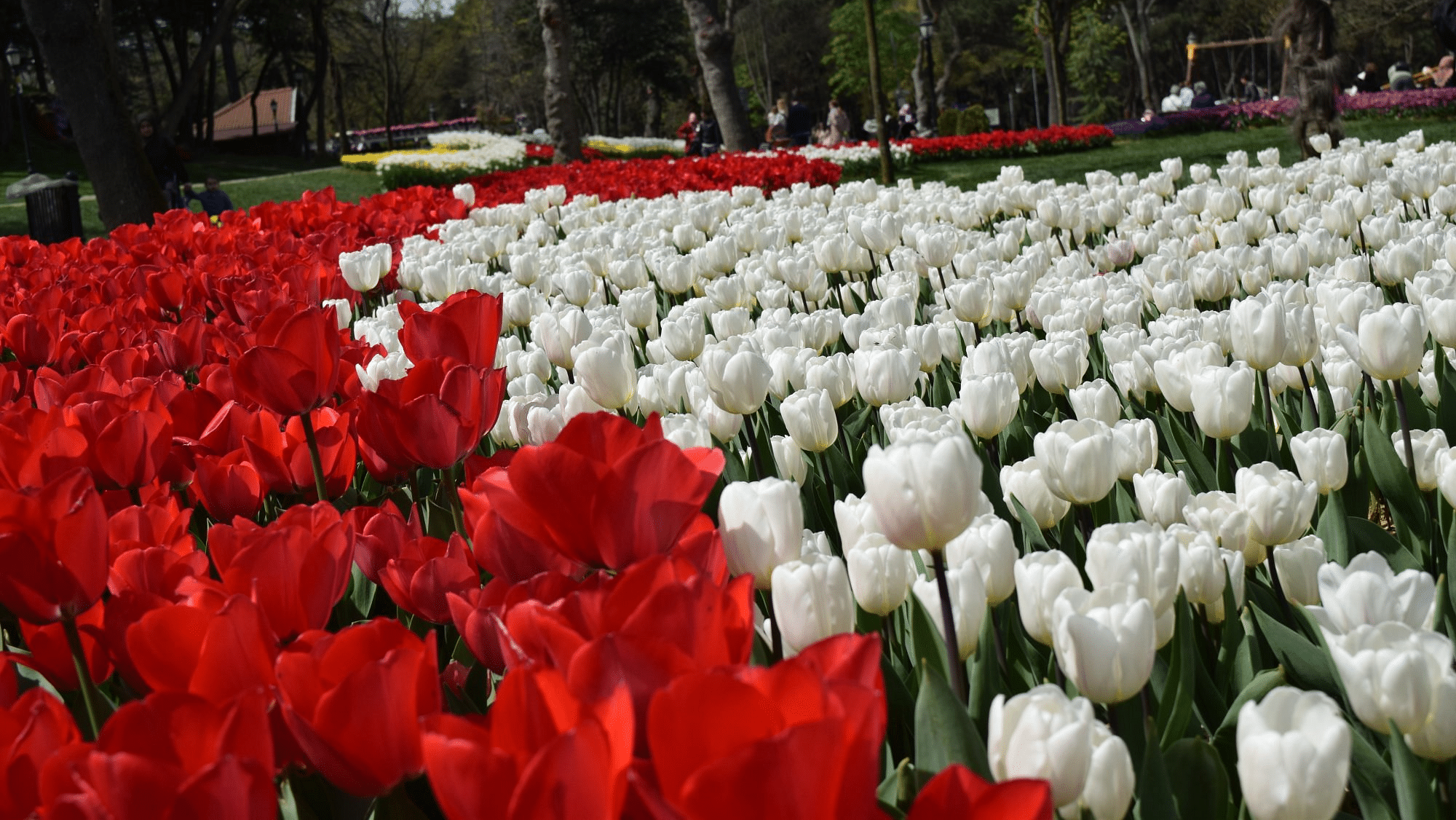 Emirgan Park Tulips