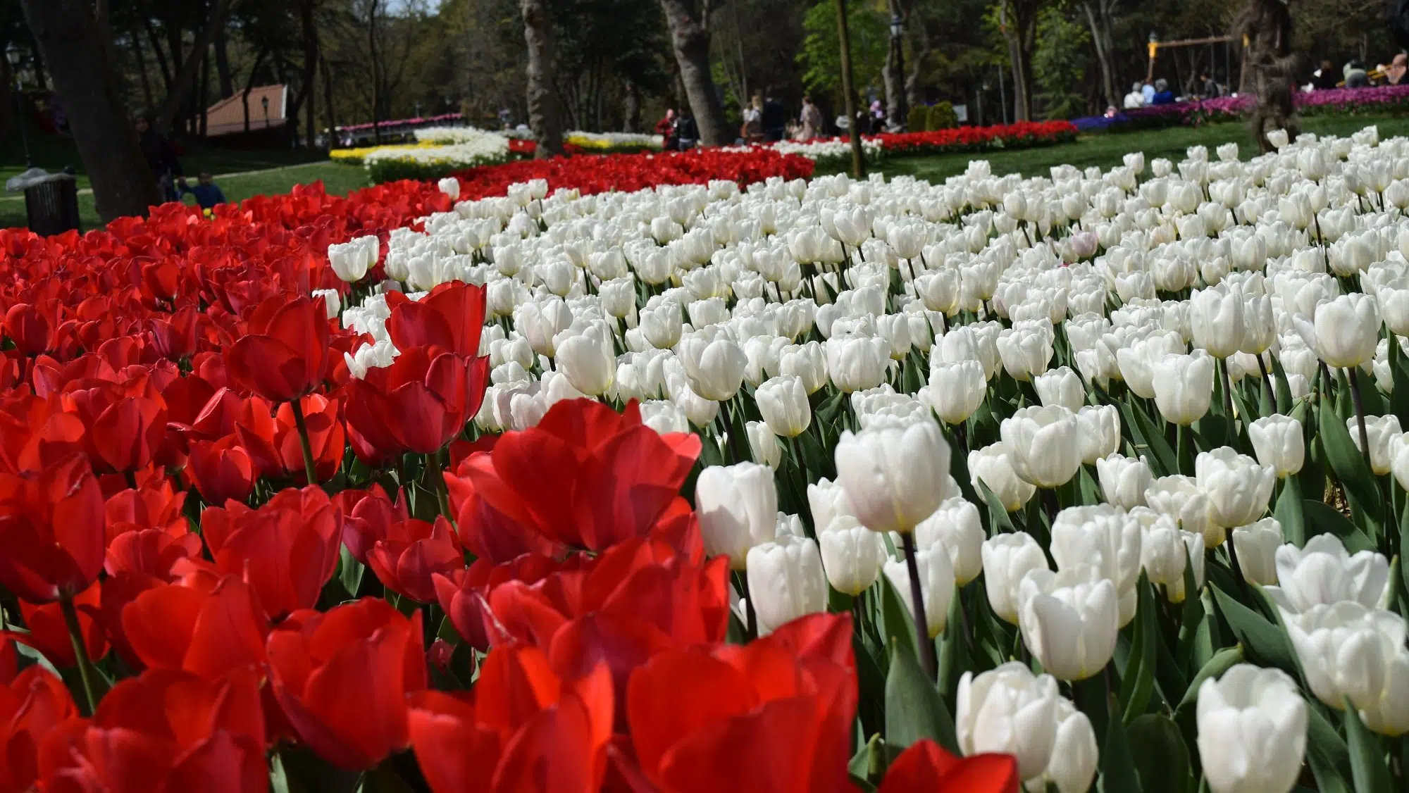 Emirgan Park Tulips