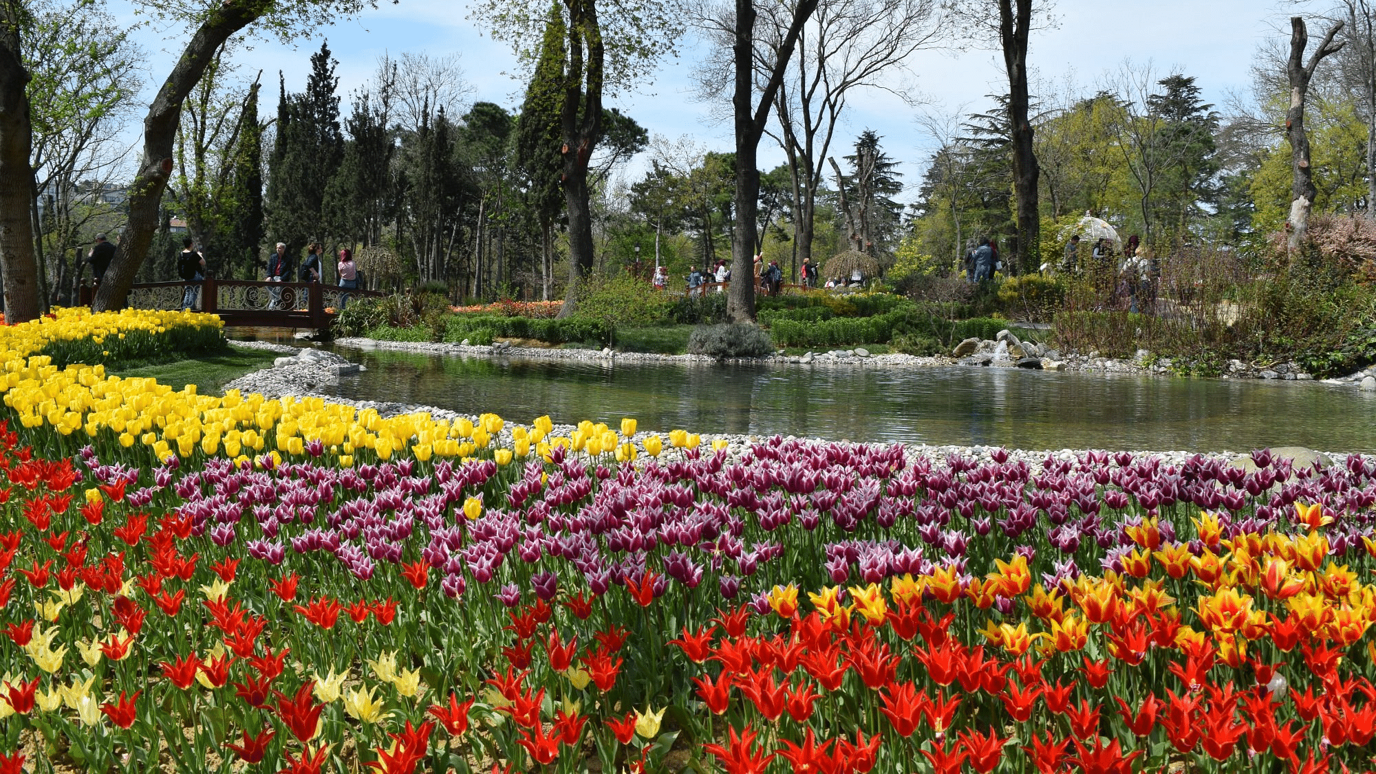 Emirgan Park Tulips