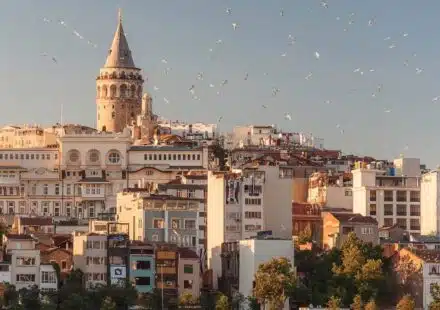 aerial view of buildings and flying birds