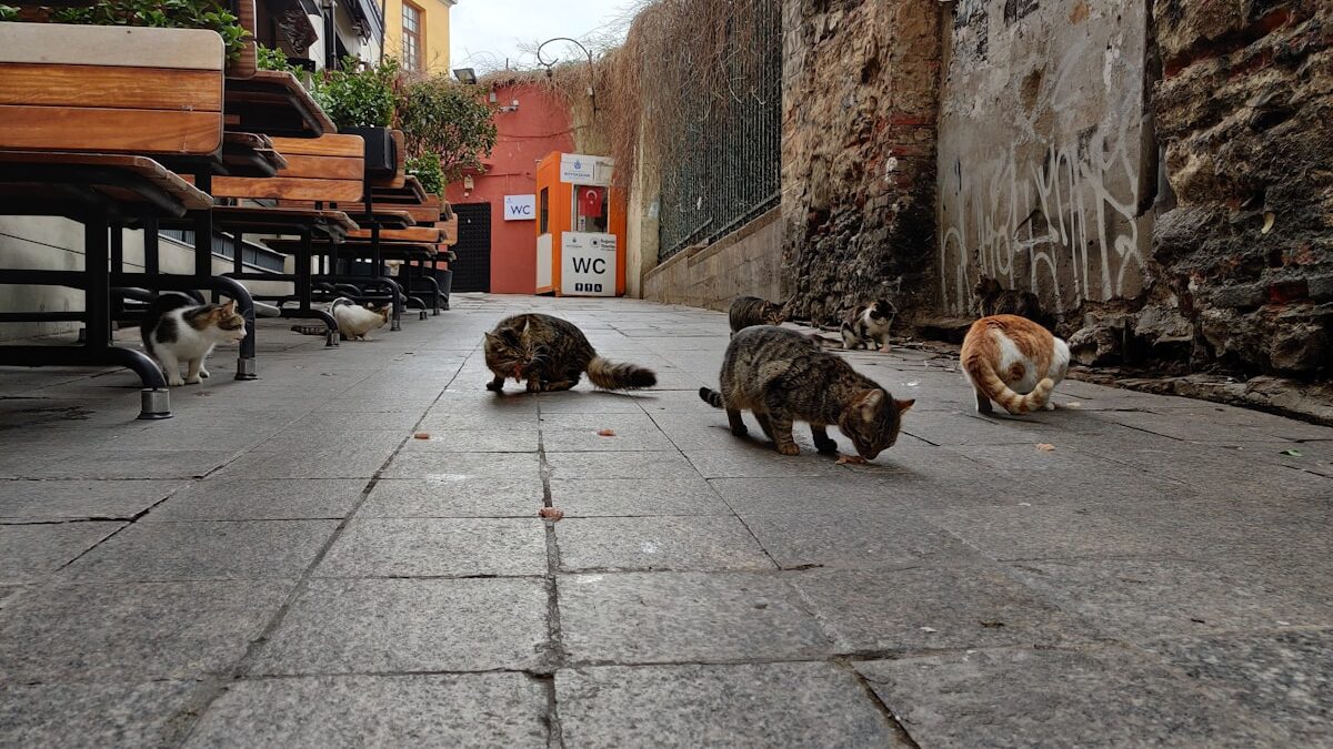 dogs on street during daytime