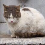 A cat sitting on a ledge in front of a fountain