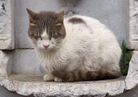 A cat sitting on a ledge in front of a fountain