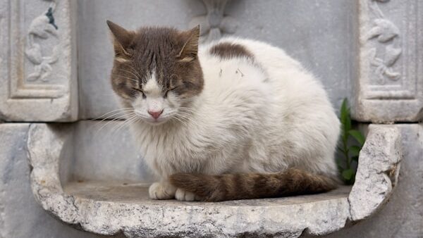 Cat Population in Istanbul A cat sitting on a ledge in front of a fountain