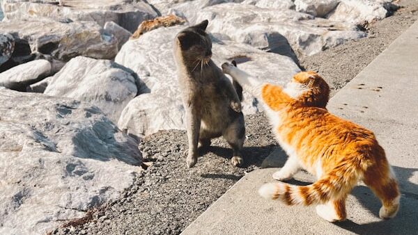a couple of cats that are standing on some rocks