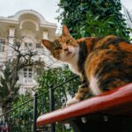 a cat sitting on top of a red bench