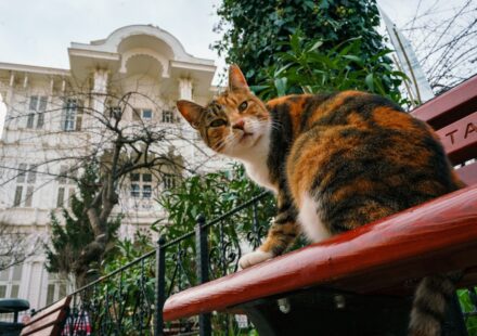 a cat sitting on top of a red bench