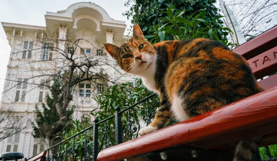 a cat sitting on top of a red bench