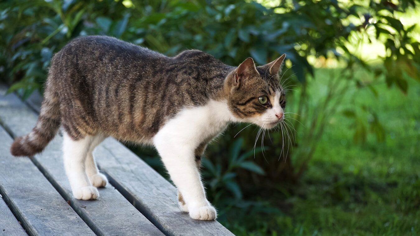 a cat walking across a wooden deck in the grass