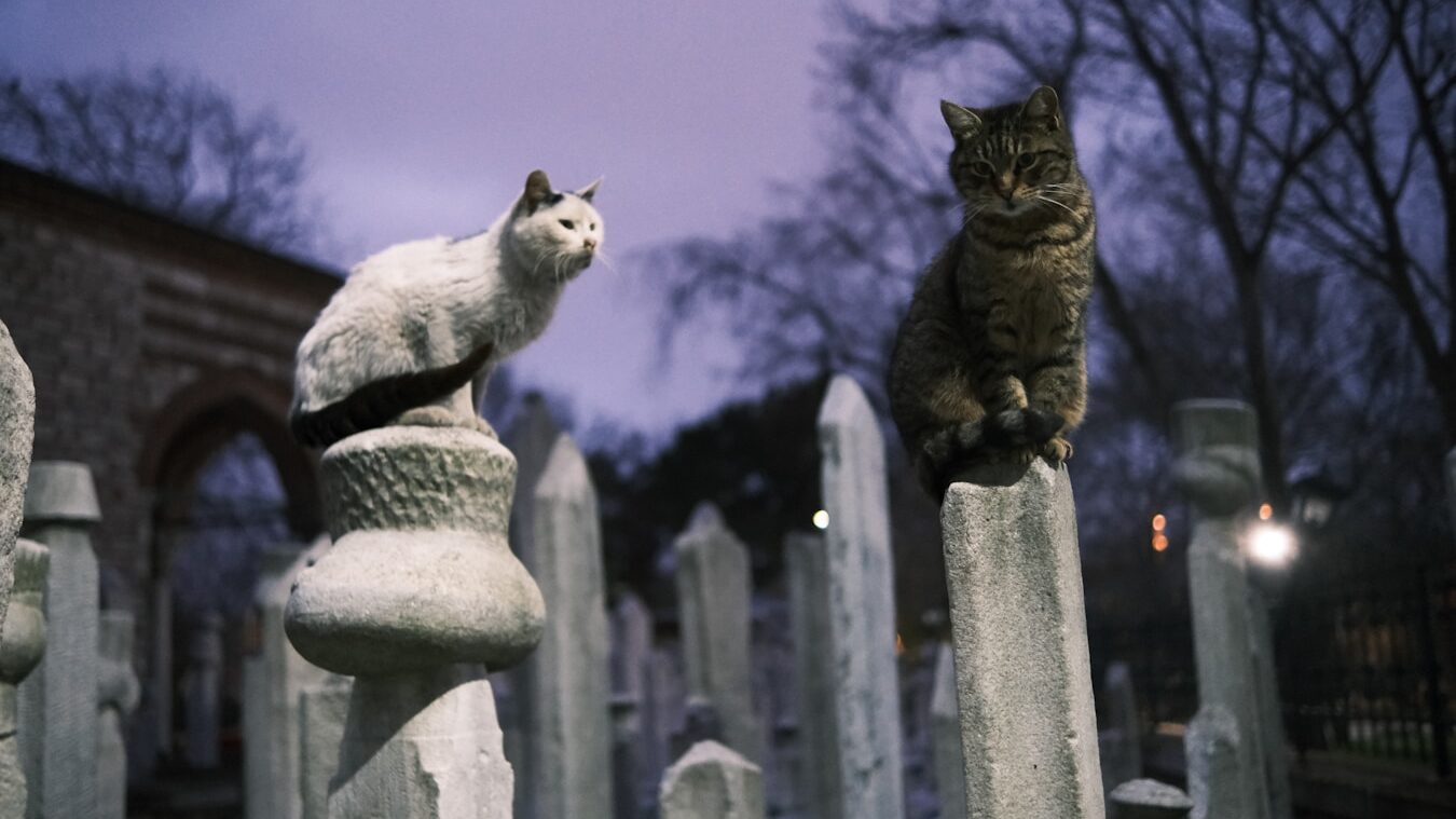 a cat is sitting on top of a grave