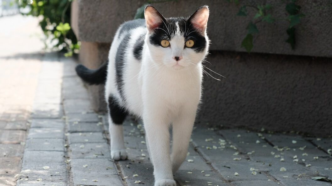 A black and white cat walking down a sidewalk