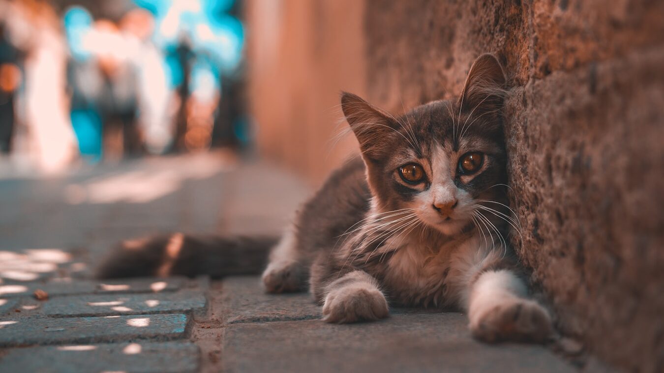 a cat lying on the ground