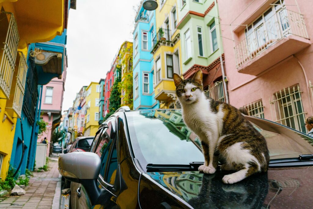 Cat Population in Istanbul Cat population in Istanbul cat on car in colorful Istanbul street