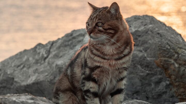 a cat sitting on top of a rock near the ocean