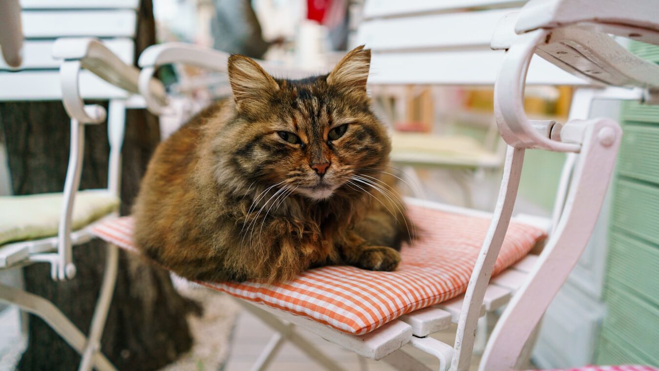 a cat is sitting on a chair outside