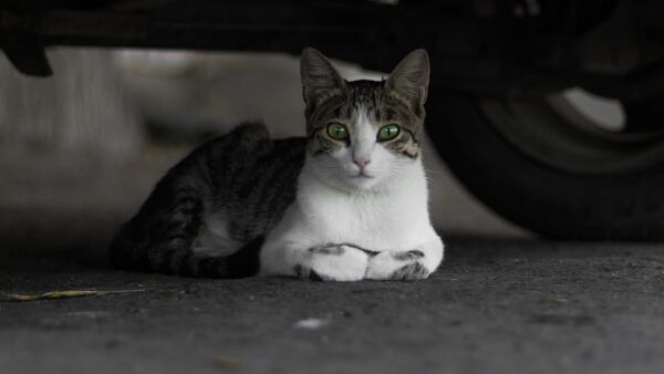 a cat lying on the ground