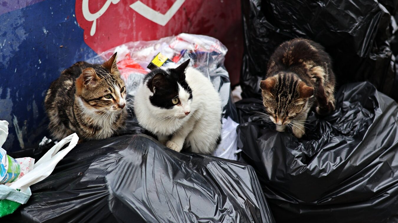 a group of cats sitting on top of a pile of garbage
