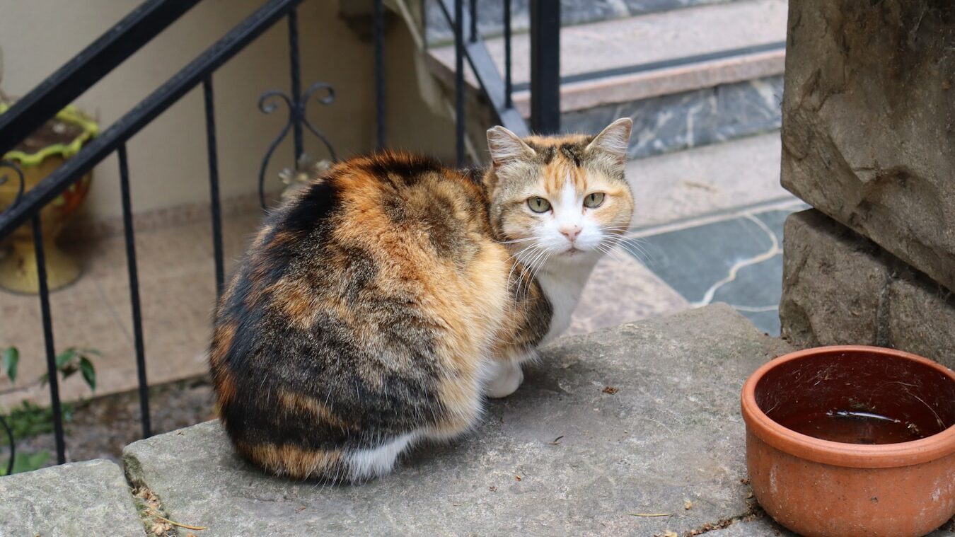 A calico cat sits by a bowl.