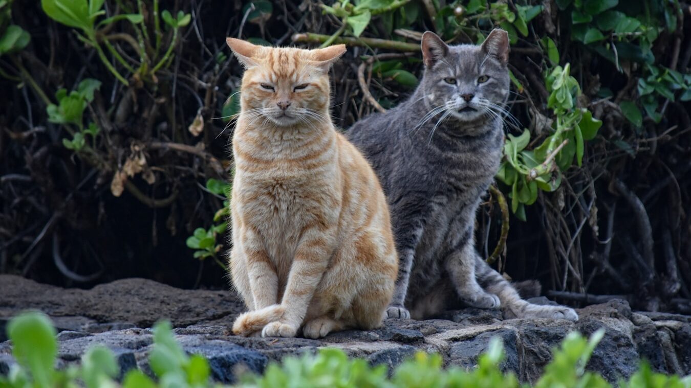 a couple of cats sitting next to each other