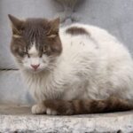 A cat sitting on a ledge in front of a fountain