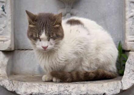 A cat sitting on a ledge in front of a fountain
