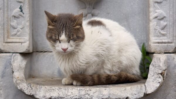 A cat sitting on a ledge in front of a fountain
