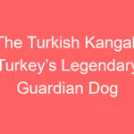 the turkish kangal turkeys legendary guardian dog 127448