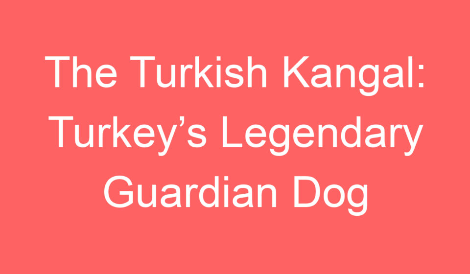 the turkish kangal turkeys legendary guardian dog 127448