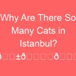why are there so many cats in istanbul f09f90b1f09f8f99efb88ff09f9296 88522