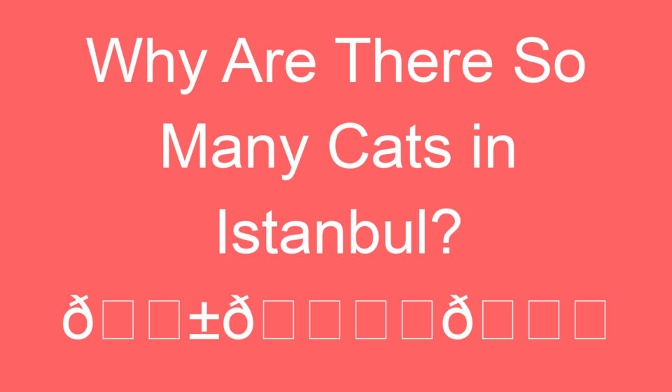 why are there so many cats in istanbul f09f90b1f09f8f99efb88ff09f9296 88522